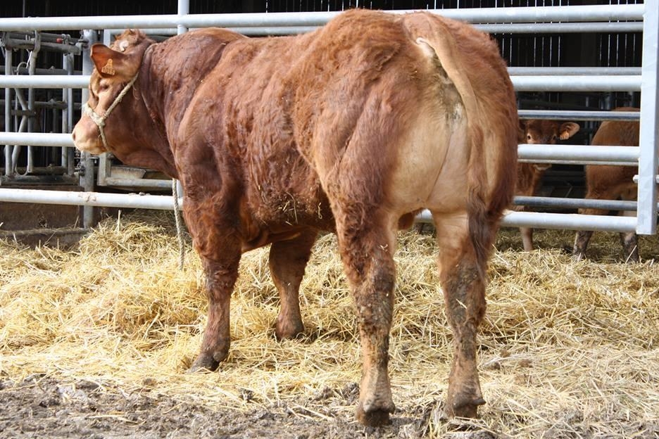 Vache Mère Suisse Archive - Swiss-Limousin
