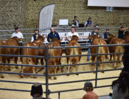 Bericht Stierenmarkt vom 17.09.2025