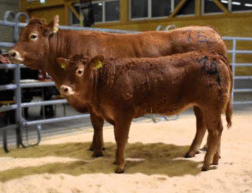 Bericht Fleischrinderauktion der Rassenclubs vom 07.11.2025