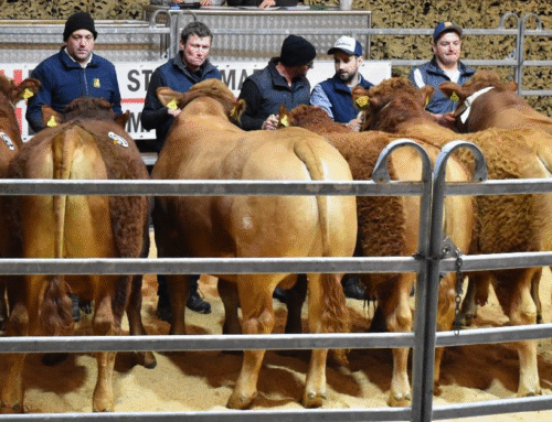 Bericht Stierenmarkt vom 15.01.2026