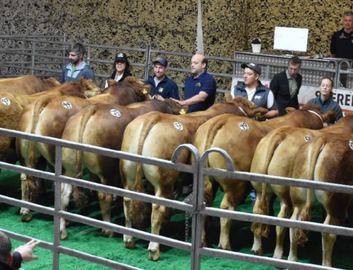 Bericht Stierenmarkt vom 15.04.2026