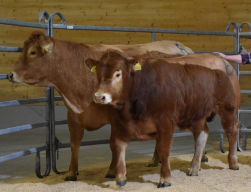 Bericht Fleischrinderauktion der Rassenclubs vom 19.03.2016